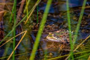 Una imagen de una rana en un arroyo de Osona (Soria), ganadora del IV Concurso de Fotografía Digital de la CHD